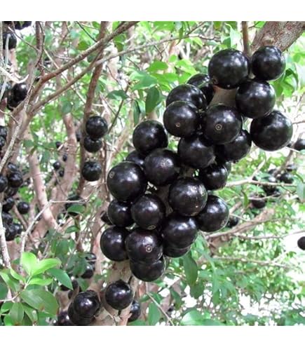 Amazon｜ジャボチカバ小葉 約160cm 10号 指宿産直｜観葉植物